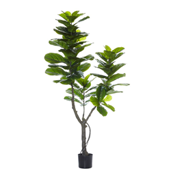 Rogue Giant Fiddle Tree 180cm Green